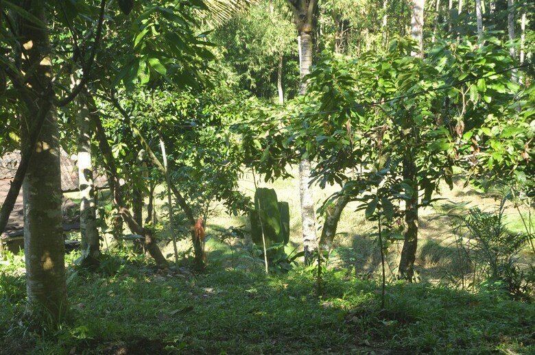 Hotel Tepi Sawah Lodge