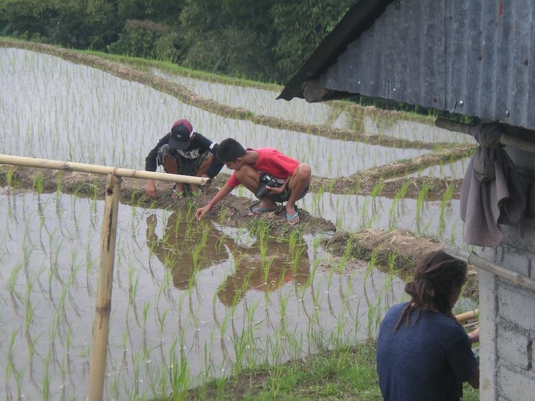 Hotel Tepi Sawah Lodge