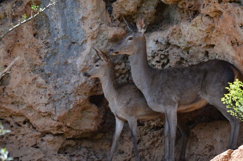 Hostal Centro de Naturaleza Ca�ada Verde