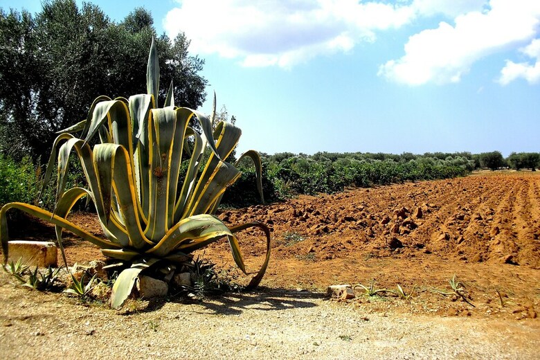 Bed & Breakfast Masseria Tornesella