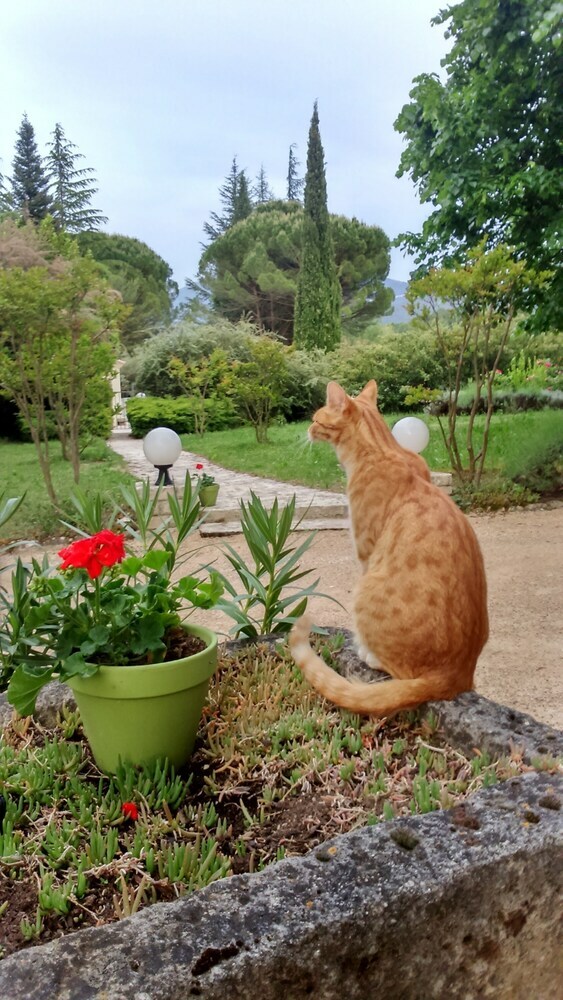 Bed & Breakfast Mas de Cocagne En Provence