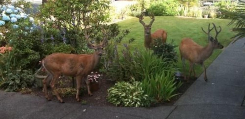 Dashwood Manor Seaside Bed & Breakfast
