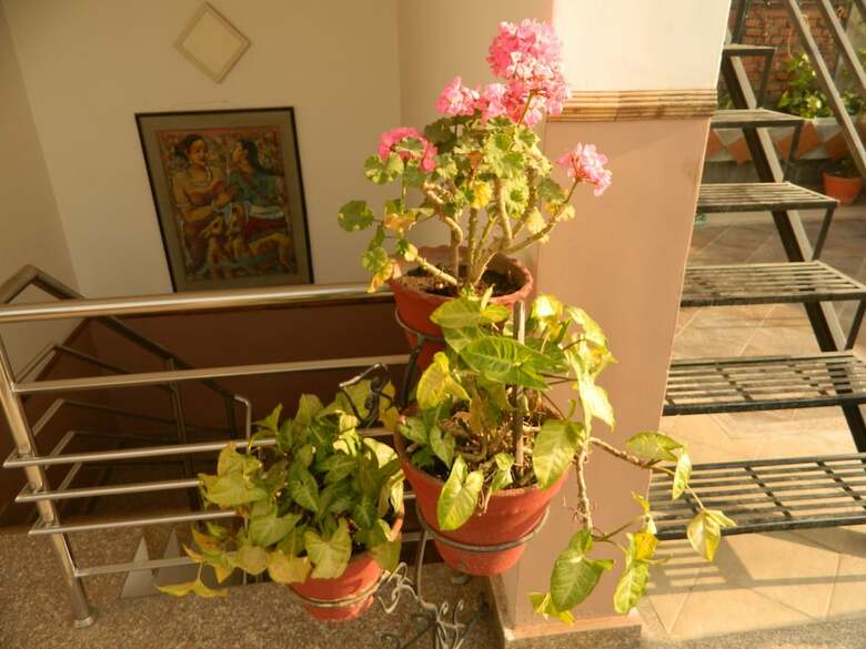 Hotel Om Tara Guest House