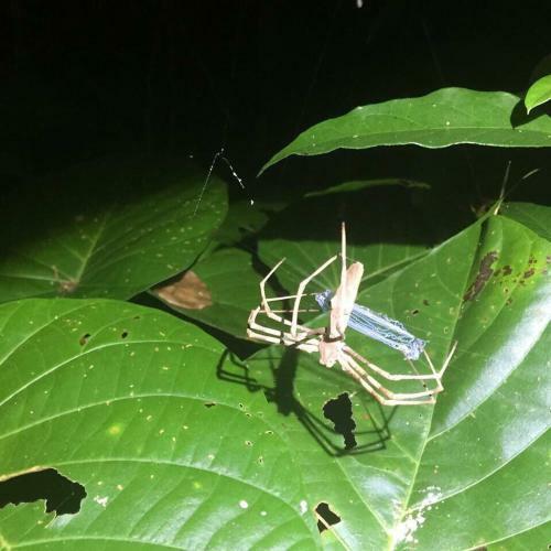 Lodge Daintree Crocodylus Village