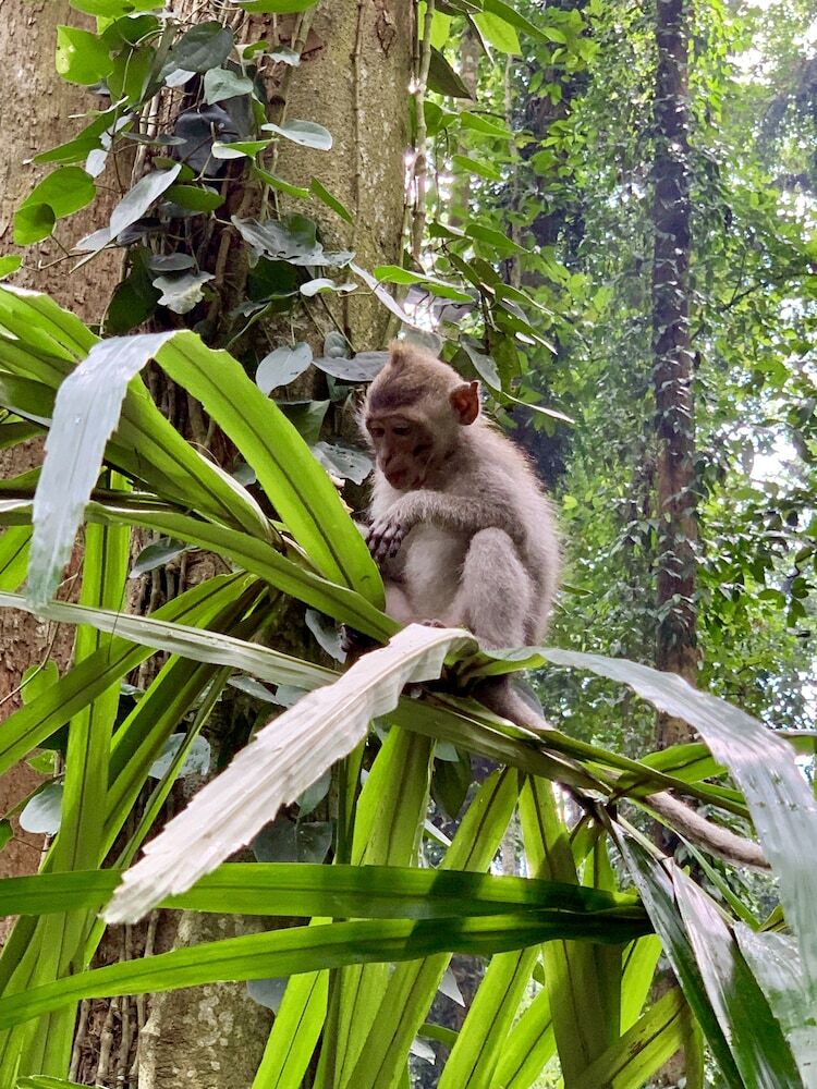 Hotel Angel House Ubud
