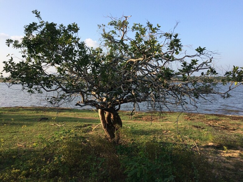 Hotel Wilderness Camping Yala
