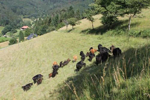 Agroturismo Blumbauernhof