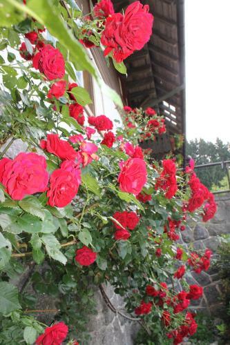 Agroturismo Blumbauernhof