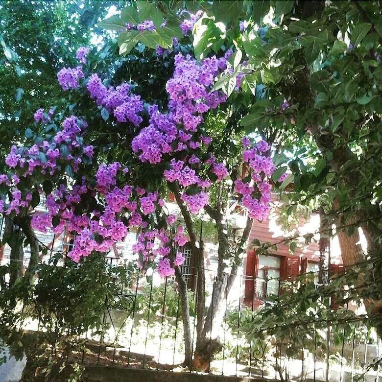 Pension Orhan Kutbay'in Evi Turyolu Cafe Pansiyon
