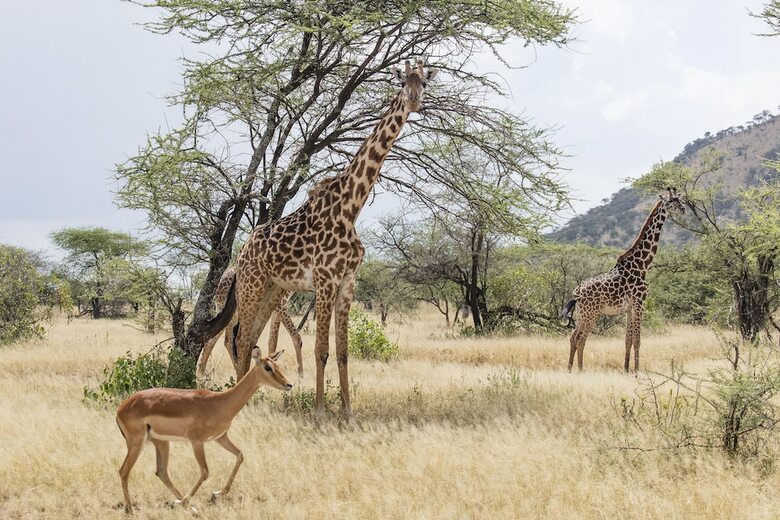 Hotel Melia Serengeti Lodge