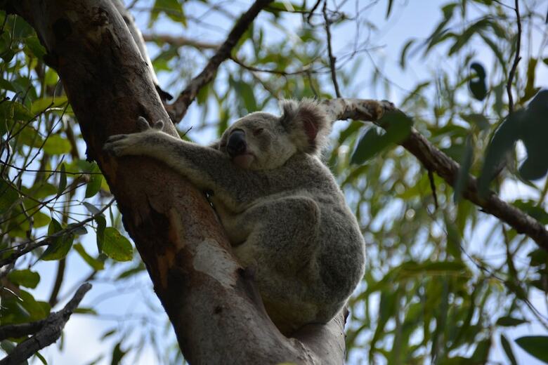 Magnetic Island Bed And Breakfast