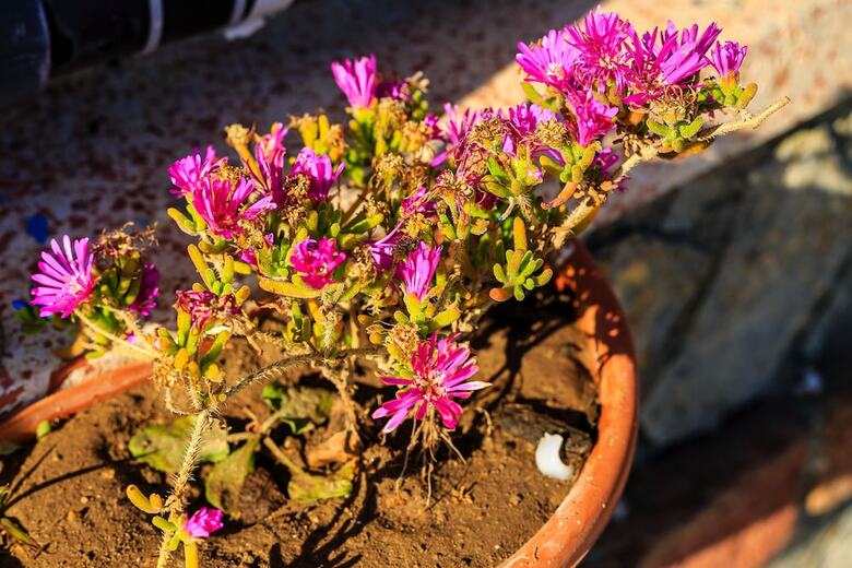 Sunset Village Apart Hotel