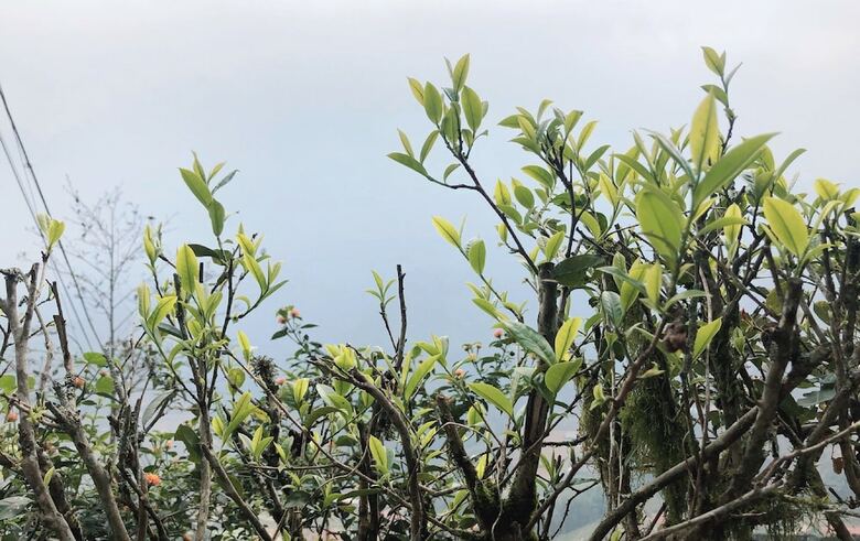 Hotel Catcat Garden House