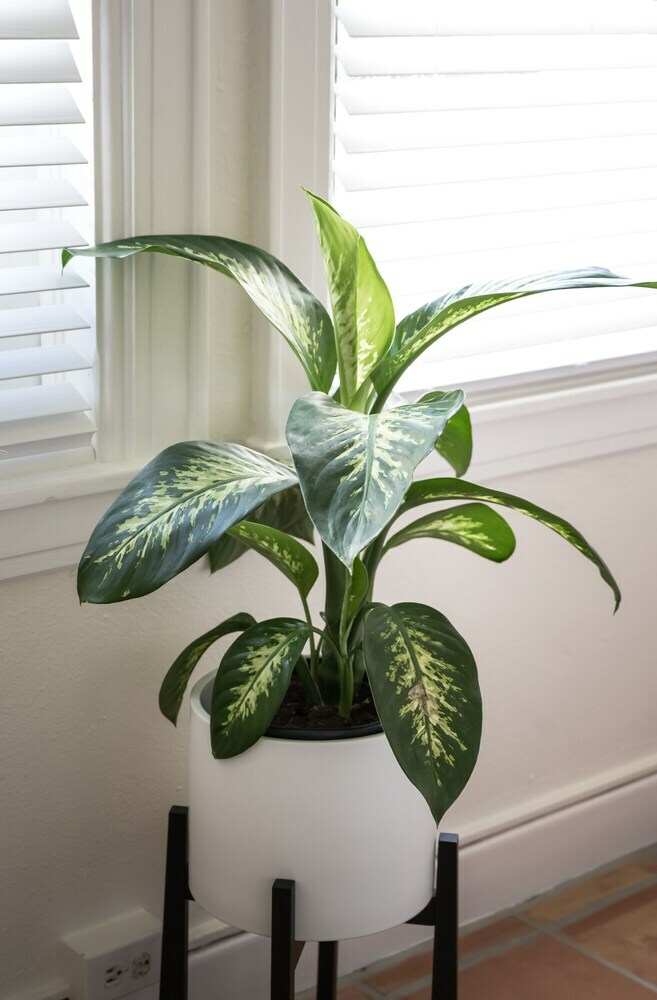 Tropicals Of Palm Beach
