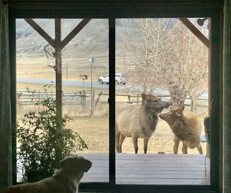 Little Trail Creek Cabins