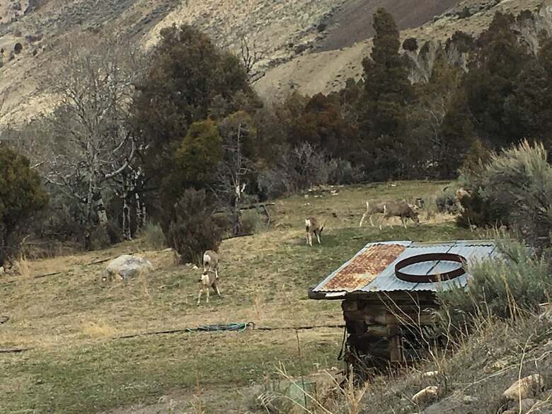 Little Trail Creek Cabins