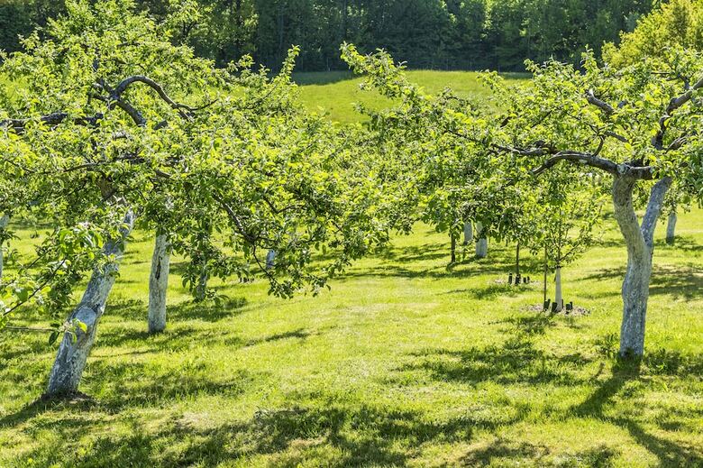 Hotel Narie Resort & Spa