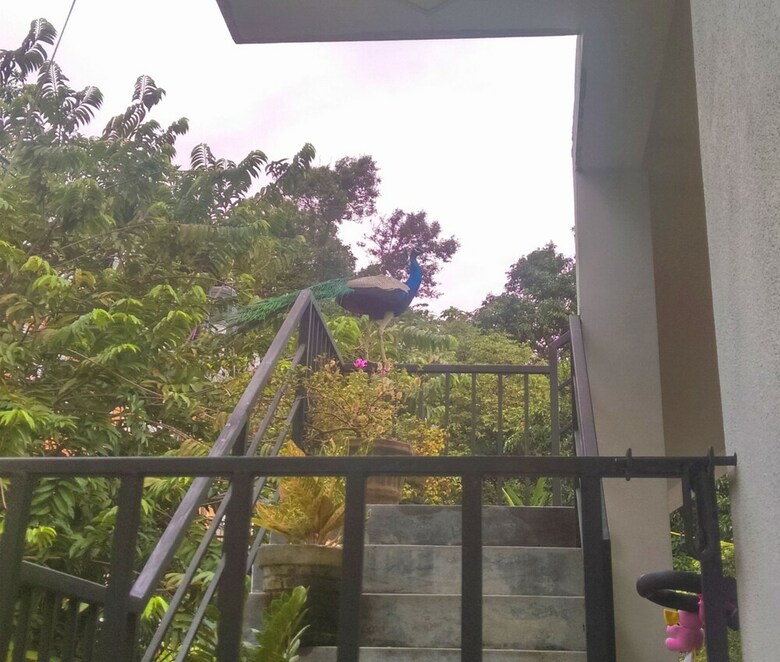 Hotel Aluthgedara Guest House