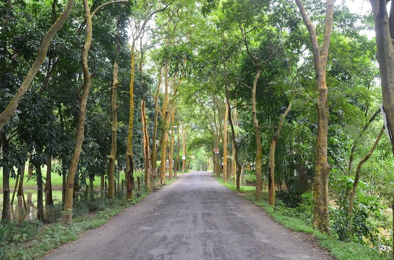 Hotel Lawachara Eco Cottage