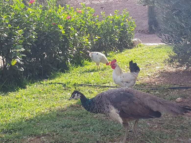 Villa Al-jaouhara