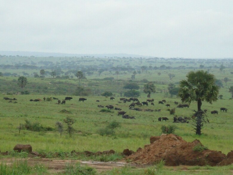 Hotel Sambiya River Lodge