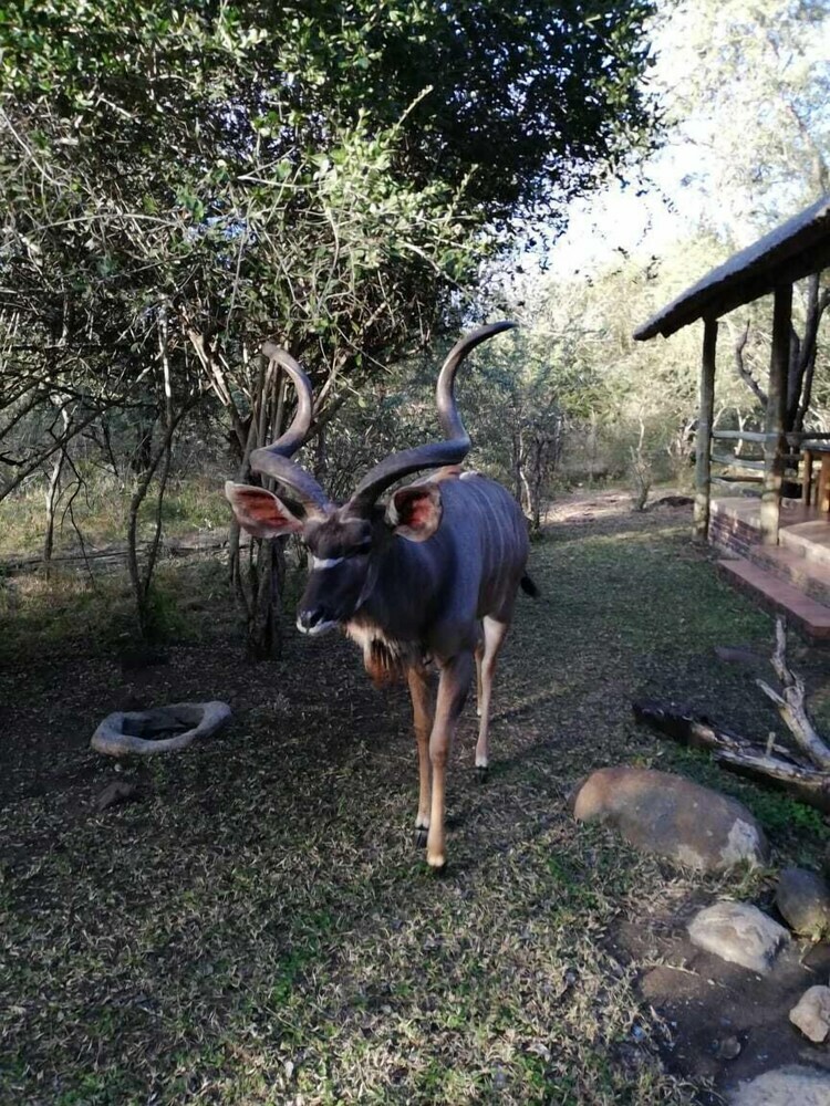 Posada Ama-zing African Safaris Lodge