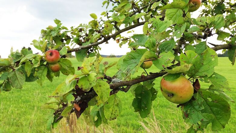 Hotel Gr�frath G�stehaus Neunkirchen-seelscheid