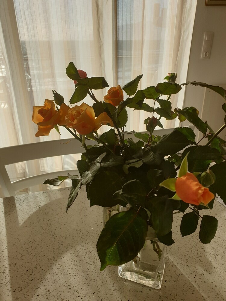 Bella Mare Luxury Apartments