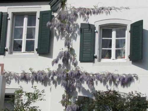 Hostal Rheinriver Guesthouse - Art Hotel
