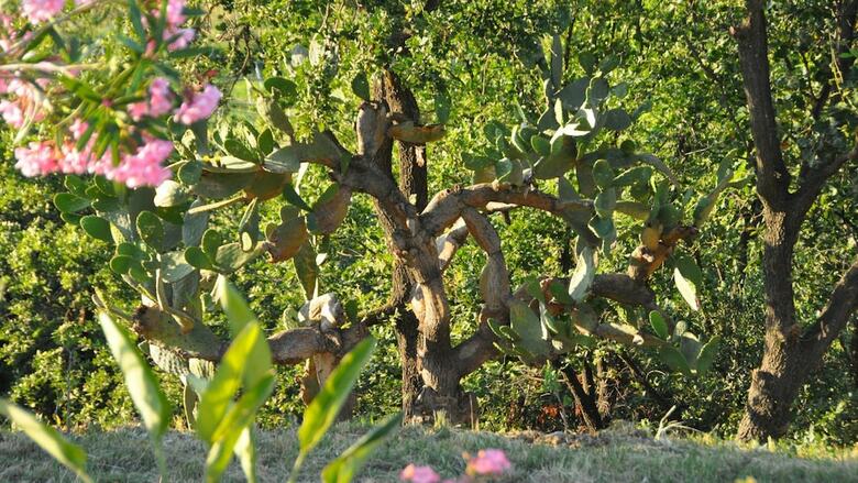 Agroturismo Il Terrazzo Sul Sinni