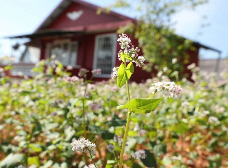 Hotel Sol House Dalat Homestay