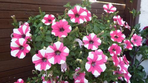 Apartamento Haus Bergblick