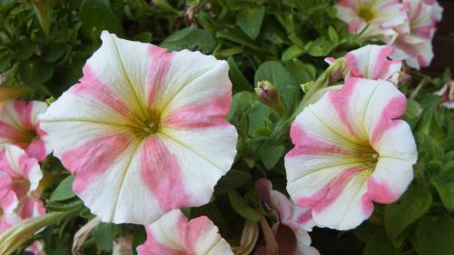 Apartamento Haus Bergblick