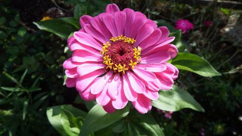 Apartamento Haus Bergblick