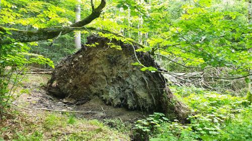 Apartamento Haus Bergblick