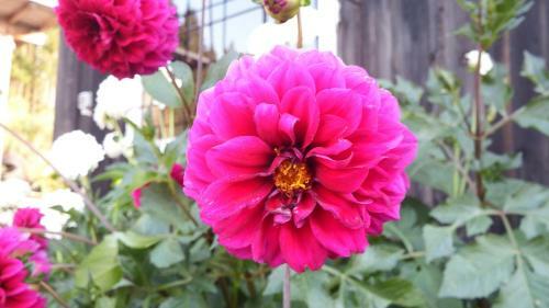 Apartamento Haus Bergblick