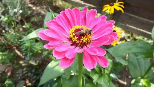 Apartamento Haus Bergblick