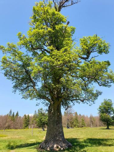 Apartamento Haus Bergblick