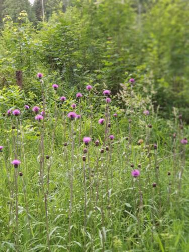 Apartamento Haus Bergblick