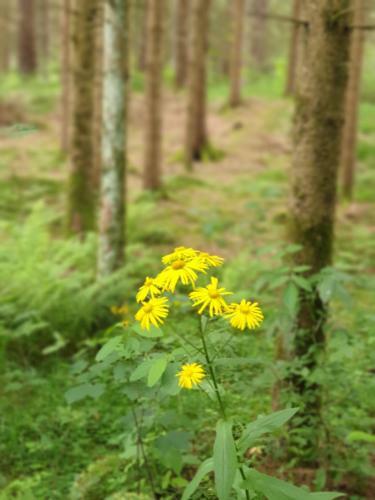 Apartamento Haus Bergblick
