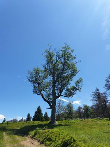 Apartamento Haus Bergblick