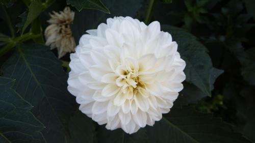 Apartamento Haus Bergblick