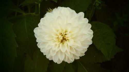 Apartamento Haus Bergblick