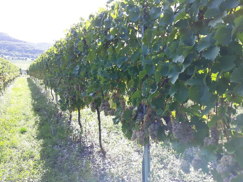Hotel Weingut & G�stehaus Kaufmann-schneider