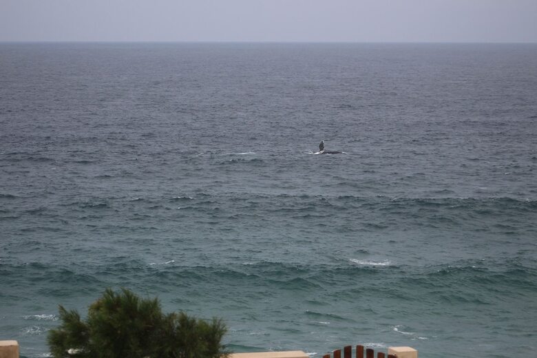 Casa Kiaat - Whale Watcher's Home