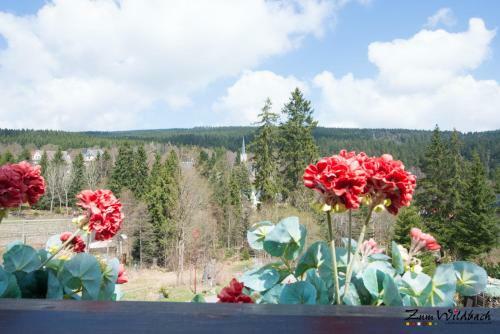 Apartamentos Zum Wildbach Schierke - Harz