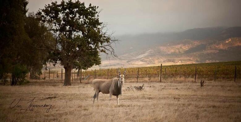 Denneboom Vineyards And Wildlife