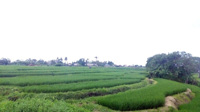Bed & Breakfast North Wing Canggu Resort