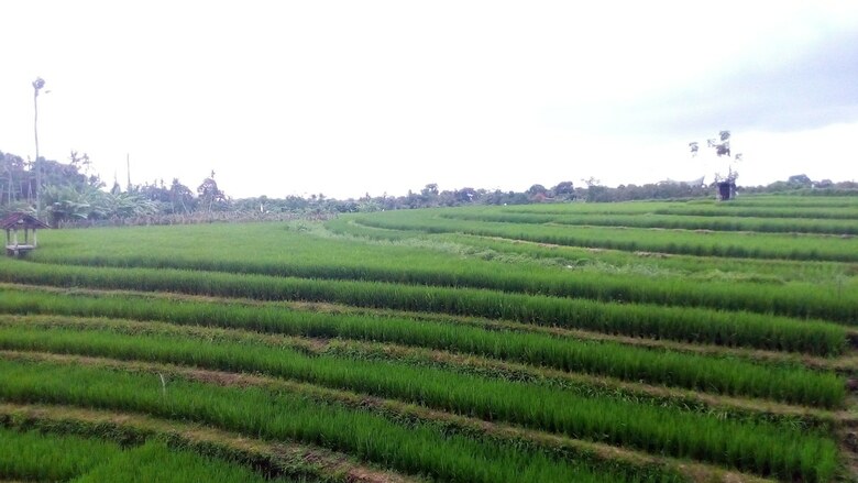 Bed & Breakfast North Wing Canggu Resort