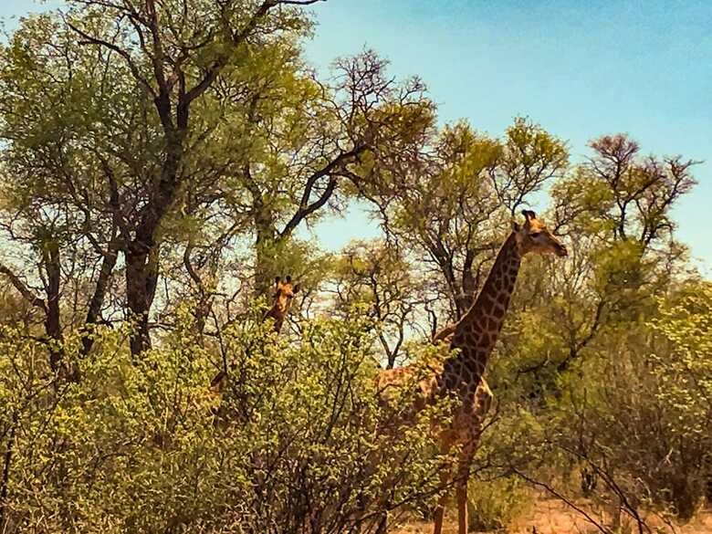 Posada Zingela Nature Reserve - Leadwood Lodge